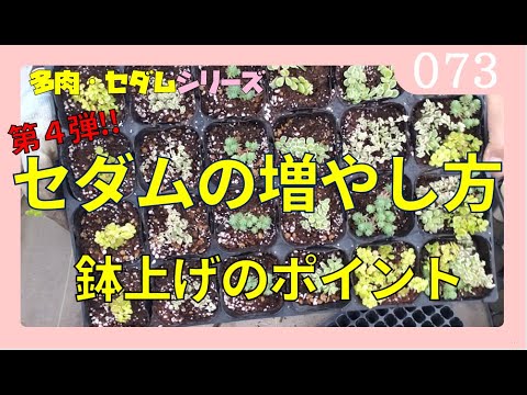 セダムの育て方 増やし方 第４弾 多肉植物 セダム 鉢上げのポイント ｂｙ園芸チャンネル 073 Rainy Days