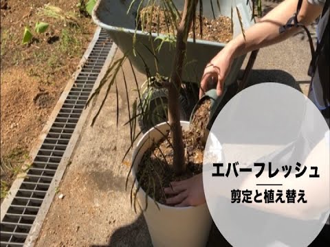 エバーフレッシュの剪定と植え替え方法 Rainy Days