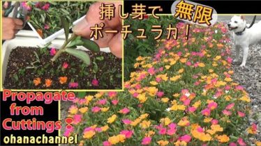 挿し芽で無限 ポーチュラカ Propagate Portulaca From Cuttings Rainy Days