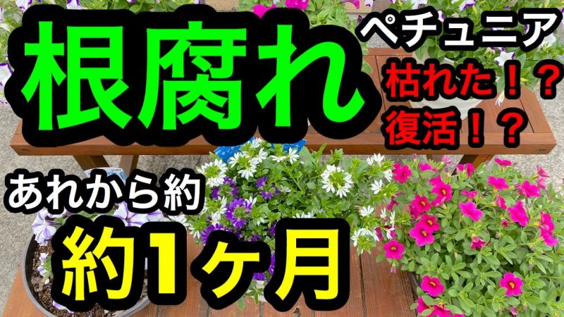 根腐れ！？』のペチュニア！あれから1ヶ月。枯れた！？復活か 