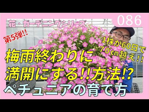 ペチュニアの育て方 第５弾 えっ 綺麗なのに 摘心 ピンチしちゃうの 梅雨後に満開に挑戦 Rainy Days