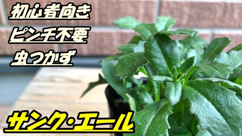 花 サンク エールの育て方 植え付け Rainy Days