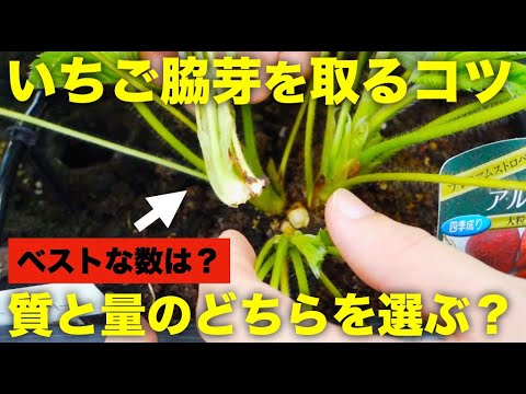 いちごの脇芽を取るコツとベストな芽数の考え方 Rainy Days