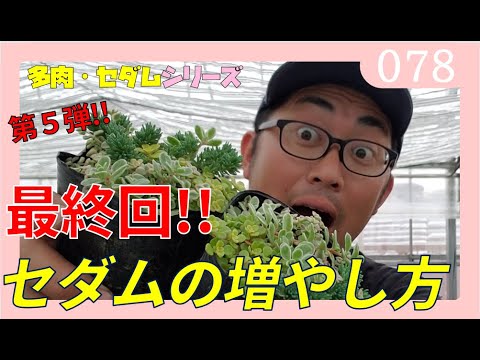 セダムの育て方 増やし方 第５弾 最終回 多肉植物 セダム Rainy Days