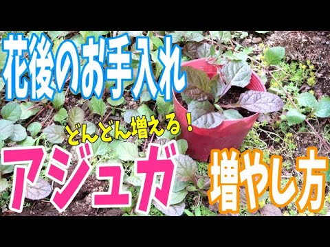 アジュガ 花後のお手入れ 増やし方 簡単でどんどん増える Rainy Days