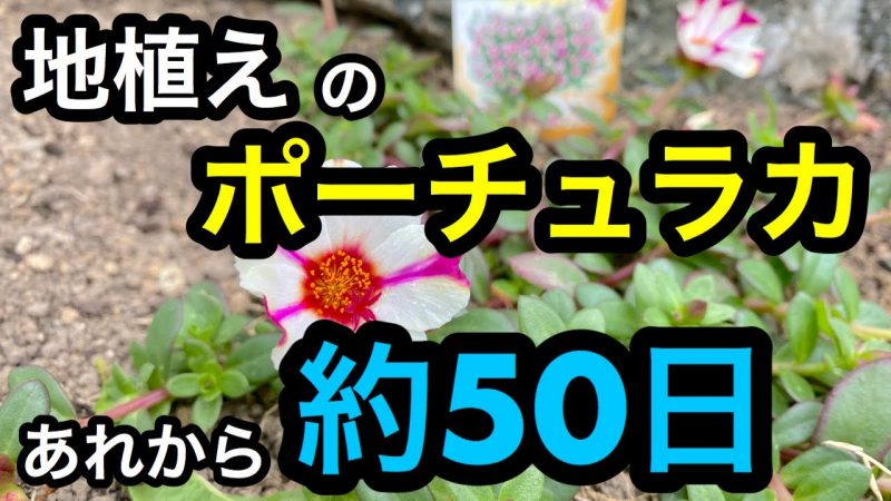 ポーチュラカ 地植え あれから約50日 成長の記録 Rainy Days