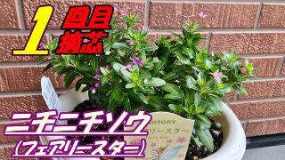 日々草 彩り鮮やか 98 新色 沢山入荷してました Rainy Days