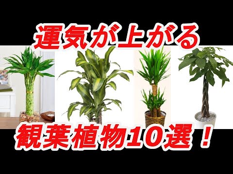 風水効果がある観葉植物 葉っぱの形や特徴で選ぼう Rainy Days