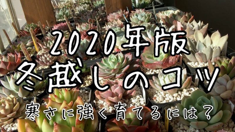 多肉植物 冬越し管理方法 このポイントを押さえればok Rainy Days