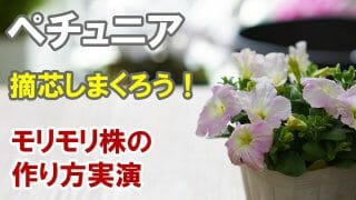 花 サフィニアフリルの育て方 植え付け Rainy Days